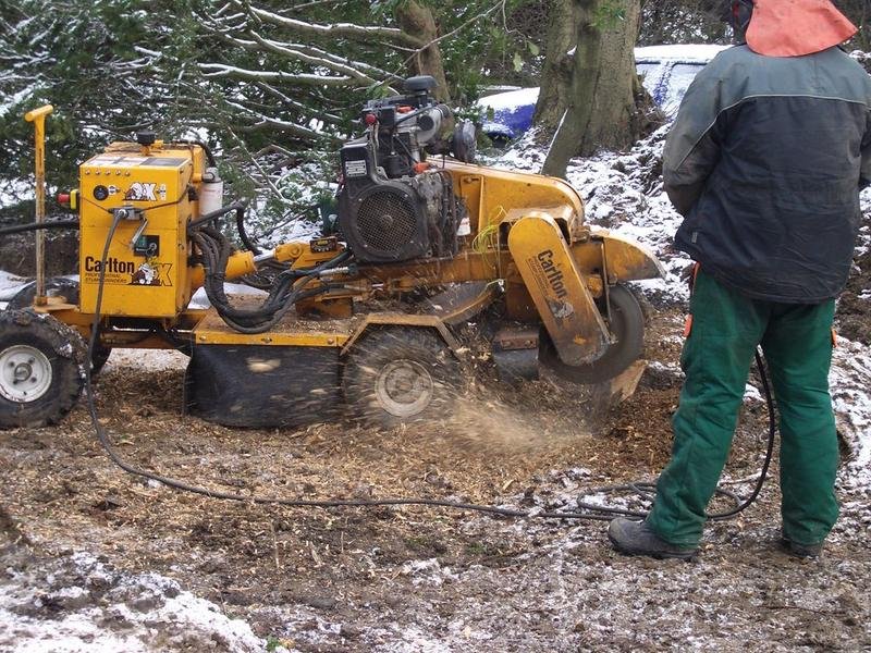 Small Tree Removal in Green Bay