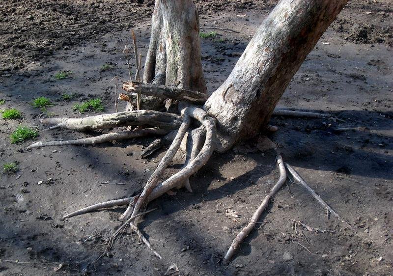 Stump Removal in Green Bay