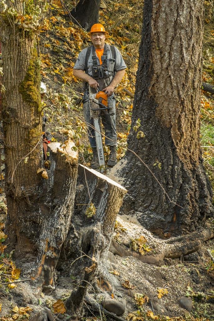 Stump Grinding in Green Bay