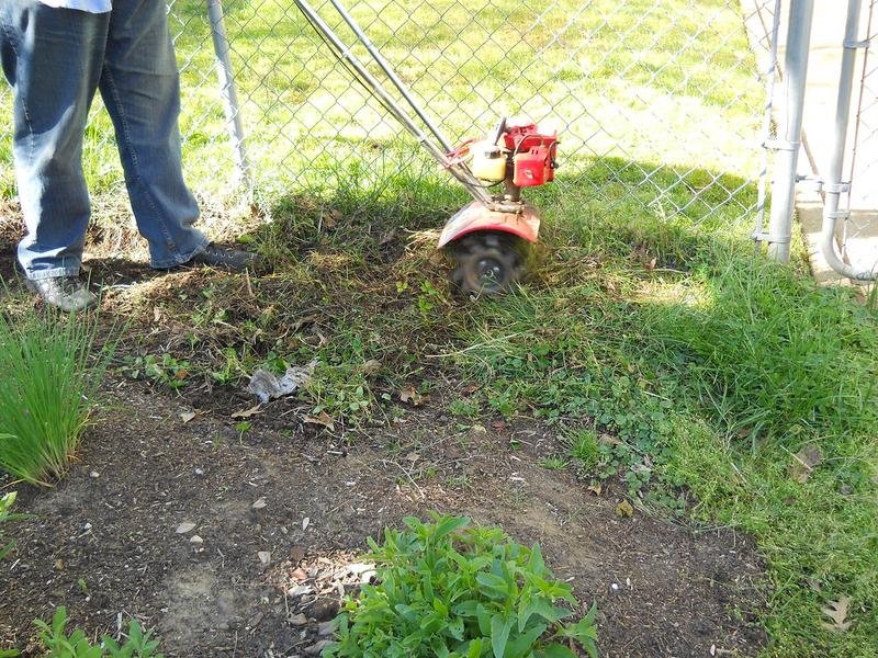 Root Removal in Green Bay